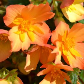 Begonias Category Image